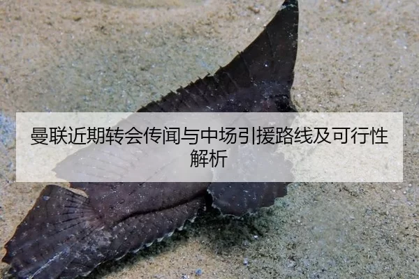 曼联近期转会传闻与中场引援路线及可行性解析